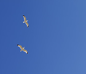 Image showing Two seagulls hover in clear sky