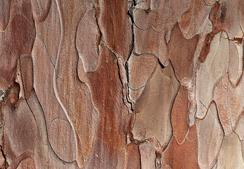 Image showing Wooden texture