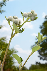 Image showing Burdock inflorescences