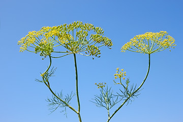 Image showing Fennel Inflorescences