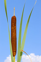 Image showing Top of bulrush plant