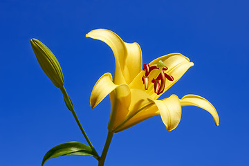 Image showing Yellow lily close-up