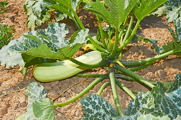 Image showing Zucchini plant on soil