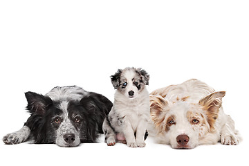 Image showing Three border collie dogs