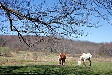 Image showing Beautiful Horses Grazing