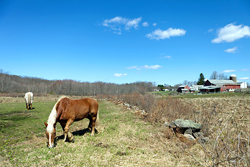 Image showing Two Horses Grazing