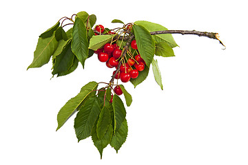 Image showing Sweet cherries