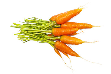 Image showing Carrot