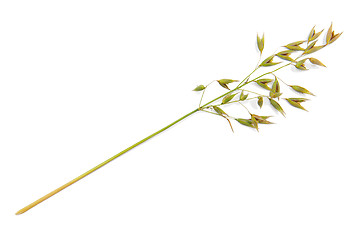 Image showing Oat