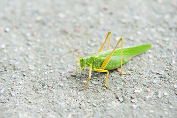 Image showing Grasshopper