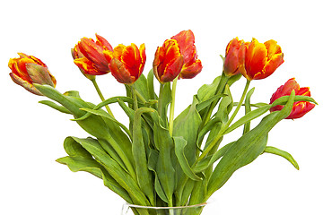 Image showing Tulips