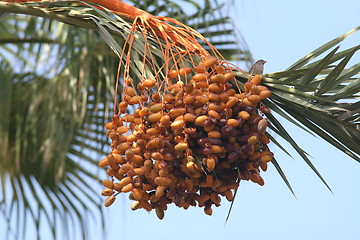 Image showing Palm fruits