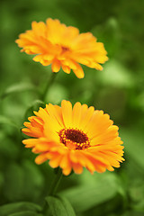 Image showing Yellow chrysanthemums