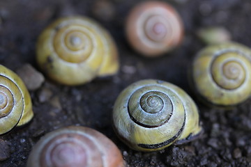 Image showing different snail houses