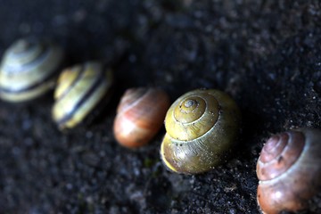 Image showing different snail houses