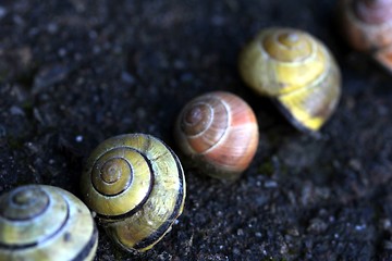 Image showing different snail houses