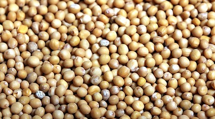 Image showing mustard grains