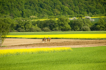 Image showing Horseback excursion