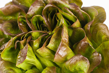 Image showing Leafy lettuce