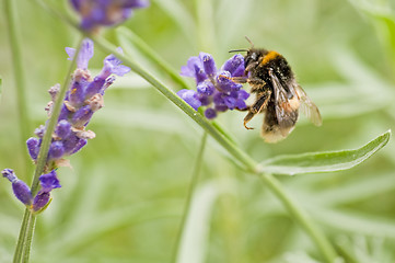 Image showing bumble-bee on lavender