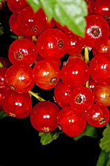 Image showing red currant