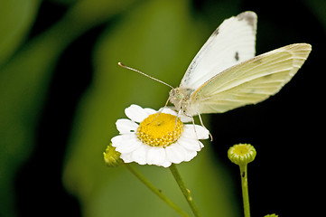 Image showing fever-few with butterfly