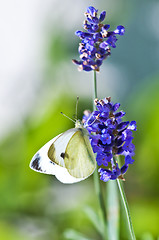 Image showing Green-veined White, Pieris napi on lavender