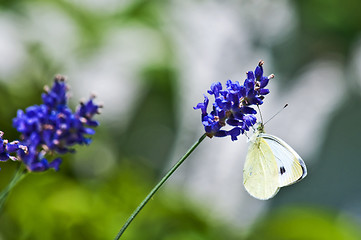 Image showing Green-veined White, Pieris napi on lavender