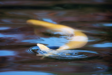 Image showing zen-pond background