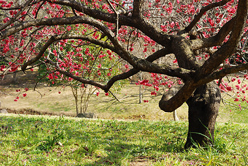 Image showing blossom plum tree