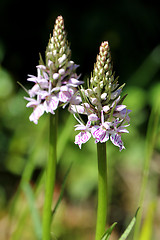 Image showing Dactylorhiza maculata, Heath spotted orchid