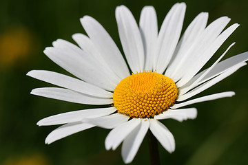 Image showing Beautiful White Oxeye Daisy, Chrysanthemum leucanthemum 