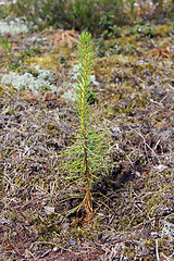 Image showing Newly planted Pine tree seedling