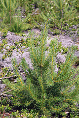 Image showing Pine tree seedling