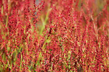 Image showing Plant background of Rumex acetosella