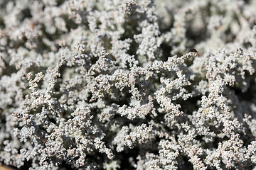 Image showing Lichen Background of Stereocaulon spp