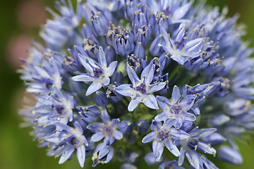 Image showing Blue Allium caeruleum Flowers