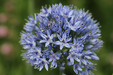 Image showing Blue Allium caeruleum Flowers