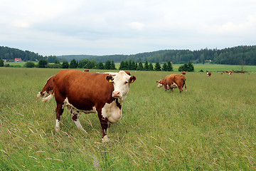 Image showing Cows grazing on green summer meadow