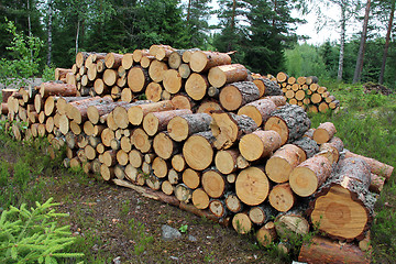 Image showing Firewood in Summer Forest