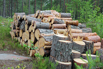 Image showing Firewood in Summer Forest