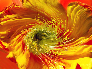 Image showing flower spiral abstract