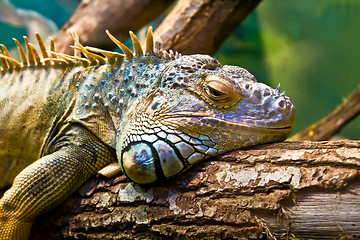 Image showing Iguana