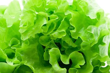 Image showing Lettuce