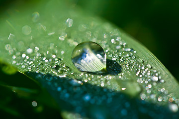 Image showing Dew