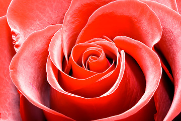 Image showing Red rose