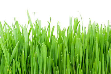 Image showing Green grass