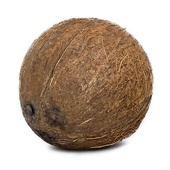 Image showing Coconut