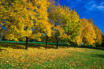 Image showing yellow maples