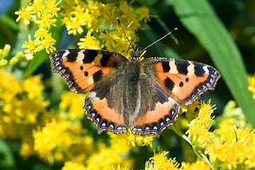 Image showing Butterfly